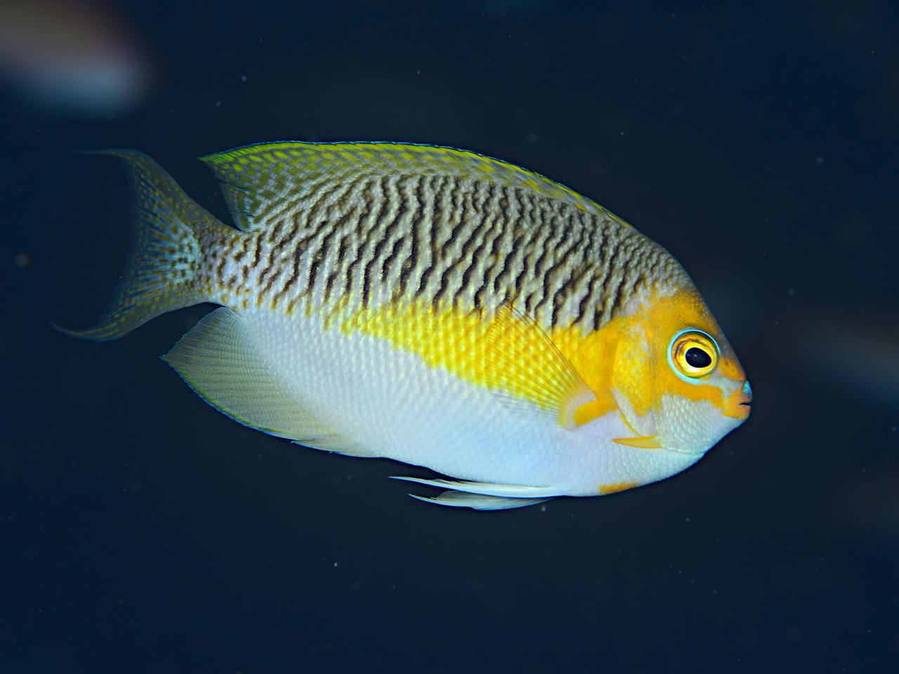 Genicanthus semifasciatus (Genicanthus semifasciatus) |commons:File:Genicanthus semifasciatus male.jpg