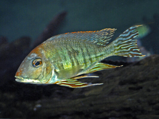 Geophagus (Geophagus altifrons) |commons:File:Cichlidae - Geophagus altifrons.JPG