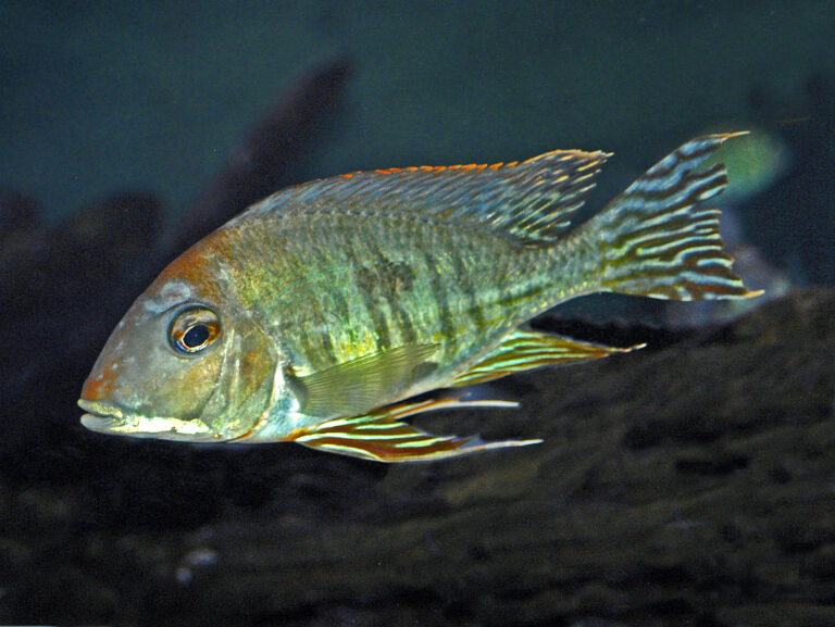 Geophagus (Geophagus altifrons) |commons:File:Cichlidae - Geophagus altifrons.JPG