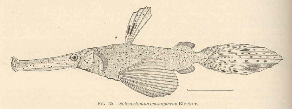 Ghost Pipefish (Solenostomus cyanopterus) |commons:File:FMIB 42400 Solenostomus cyanopterus Bleeker.jpeg