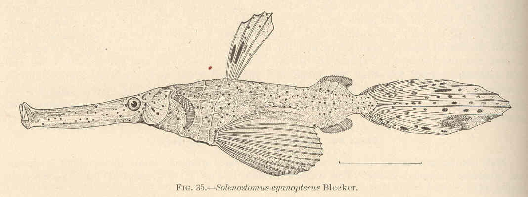 Ghost Pipefish (Solenostomus cyanopterus) |commons:File:FMIB 42400 Solenostomus cyanopterus Bleeker.jpeg