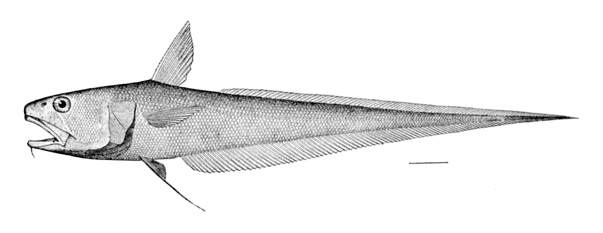 Ghostly Grenadier (Coryphaenoides leptolepis) |commons:File:Coryphaenoides leptolepis.jpg