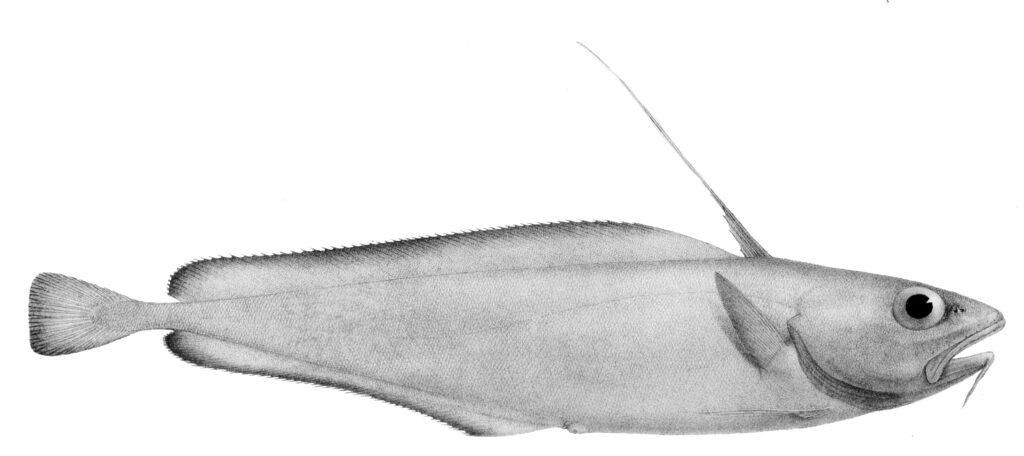 Giant Cod (Lepidion inosimae) |commons:File:Lepidion inosimae.jpg