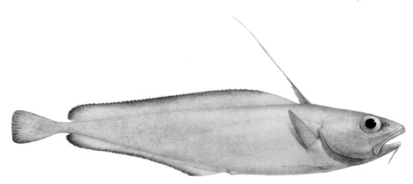 Giant Cod (Lepidion inosimae) |commons:File:Lepidion inosimae.jpg