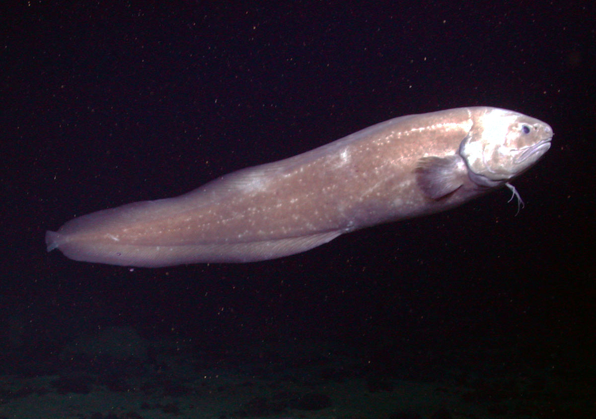 Giant Cuskeel (Spectrunculus grandis) |commons:File:Spectrunculus grandis.jpg