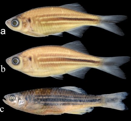 Giant Danio (Devario aequipinnatus) |commons:File:Devario aequipinnatus, conserved young male, young female and adult male specimen.jpg
