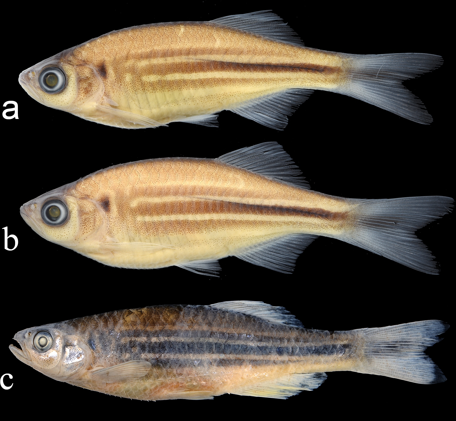 Giant Danio (Devario aequipinnatus) |commons:File:Devario aequipinnatus, conserved young male, young female and adult male specimen.jpg