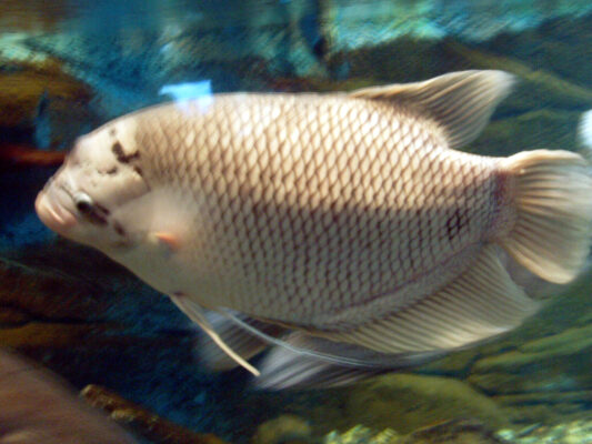 Giant Gourami (Osphronemus goramy) |commons:File:Giant Goumani (Osphronemus goramy) - GRB.JPG