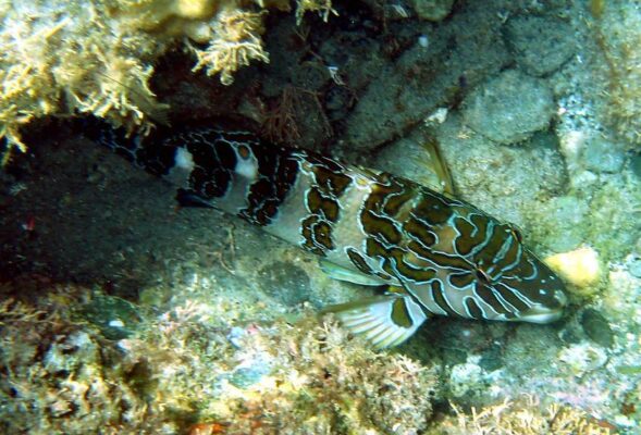 Giant Hawkfish (Cirrhitus rivulatus) |commons:File:Cirrhitus rivulatus.jpg