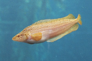 Giant Kelpfish (Heterostichus rostratus) |commons:File:Heterostichus rostratus.jpg