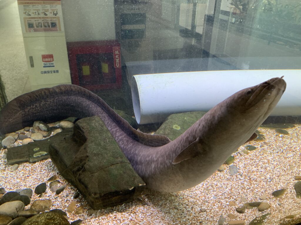 Giant Mottled Eel (Anguilla marmorata) |commons:File:An Anguilla marmorata at National Tsing Hua University.jpg