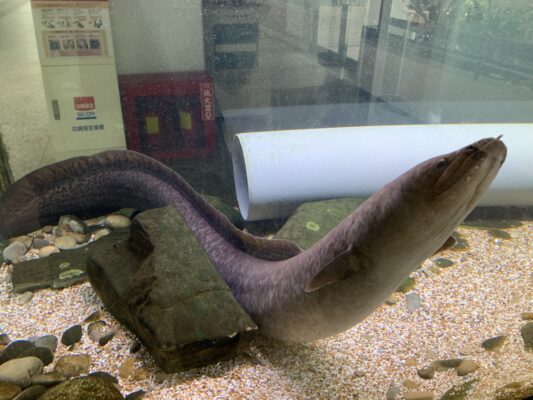 Giant Mottled Eel (Anguilla marmorata) |commons:File:An Anguilla marmorata at National Tsing Hua University.jpg