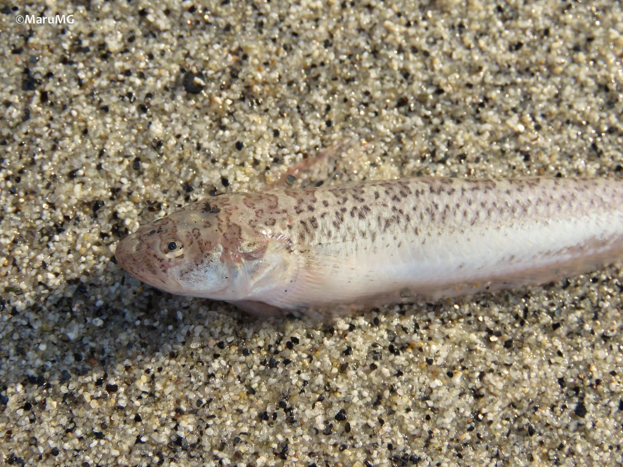 Giant Stargazer (Dactylagnus mundus) |commons:File:Dactylagnus mundus 221522411.jpg