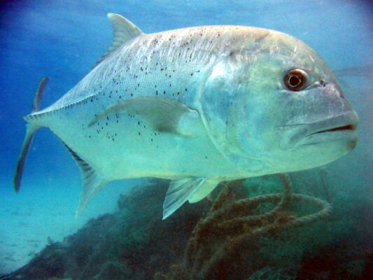 Giant Trevally (Caranx ignobilis) |commons:File:Caranx ignobilis.jpg