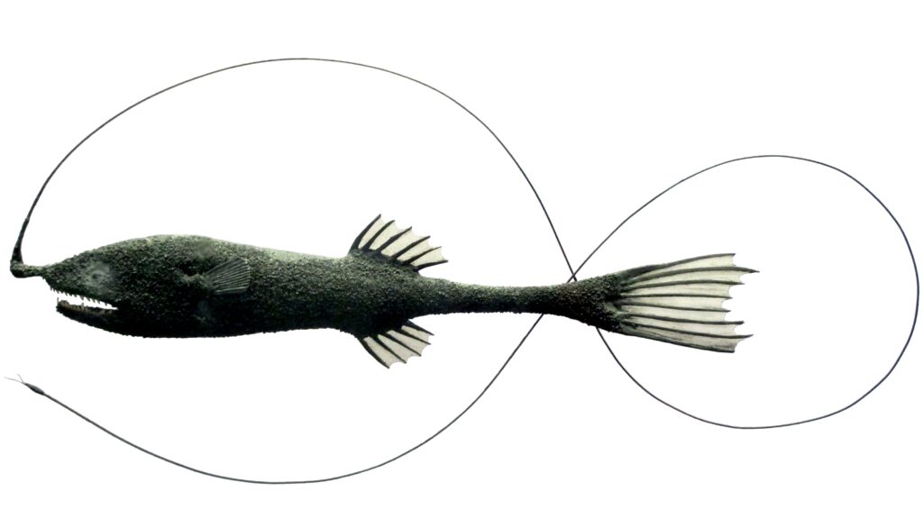 Gigantactis macronema (Gigantactis macronema) |commons:File:Gigantactis macronema.jpg