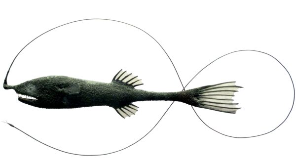 Gigantactis macronema (Gigantactis macronema) |commons:File:Gigantactis macronema.jpg