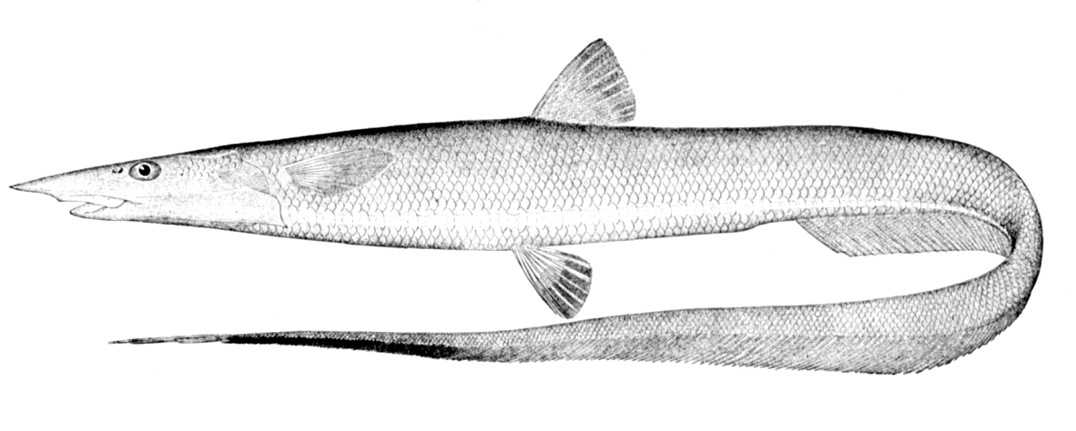 Gilbert's Halosaurid (Aldrovandia affinis) |commons:File:Aldrovandia affinis.jpg