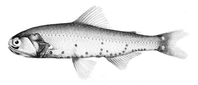 Gilbert's Large Lantern Fish (Diaphus adenomus) |commons:File:Diaphus adenomus.jpg