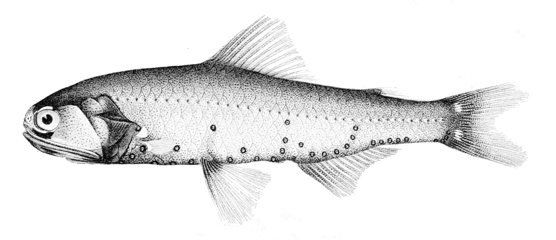 Gilbert's Large Lantern Fish (Diaphus adenomus) |commons:File:Diaphus adenomus.jpg