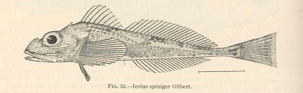 Gilbert’s Scaly Sculpin (Icelus gilberti) |commons:File:FMIB 39328 Icelus spiniger Gilbert.jpeg