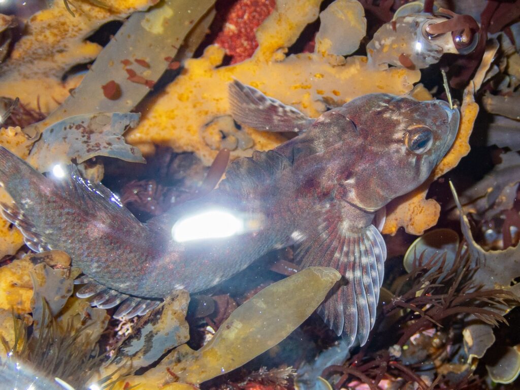 Gilloblennius abditus (Gilloblennius abditus) |commons:File:Gilloblennius abditus.jpg