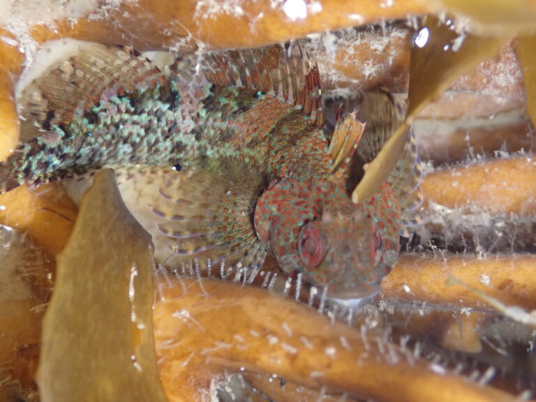 Gilloblennius tripennis (Gilloblennius tripennis) |commons:File:Gilloblennius tripennis 174348608.jpg