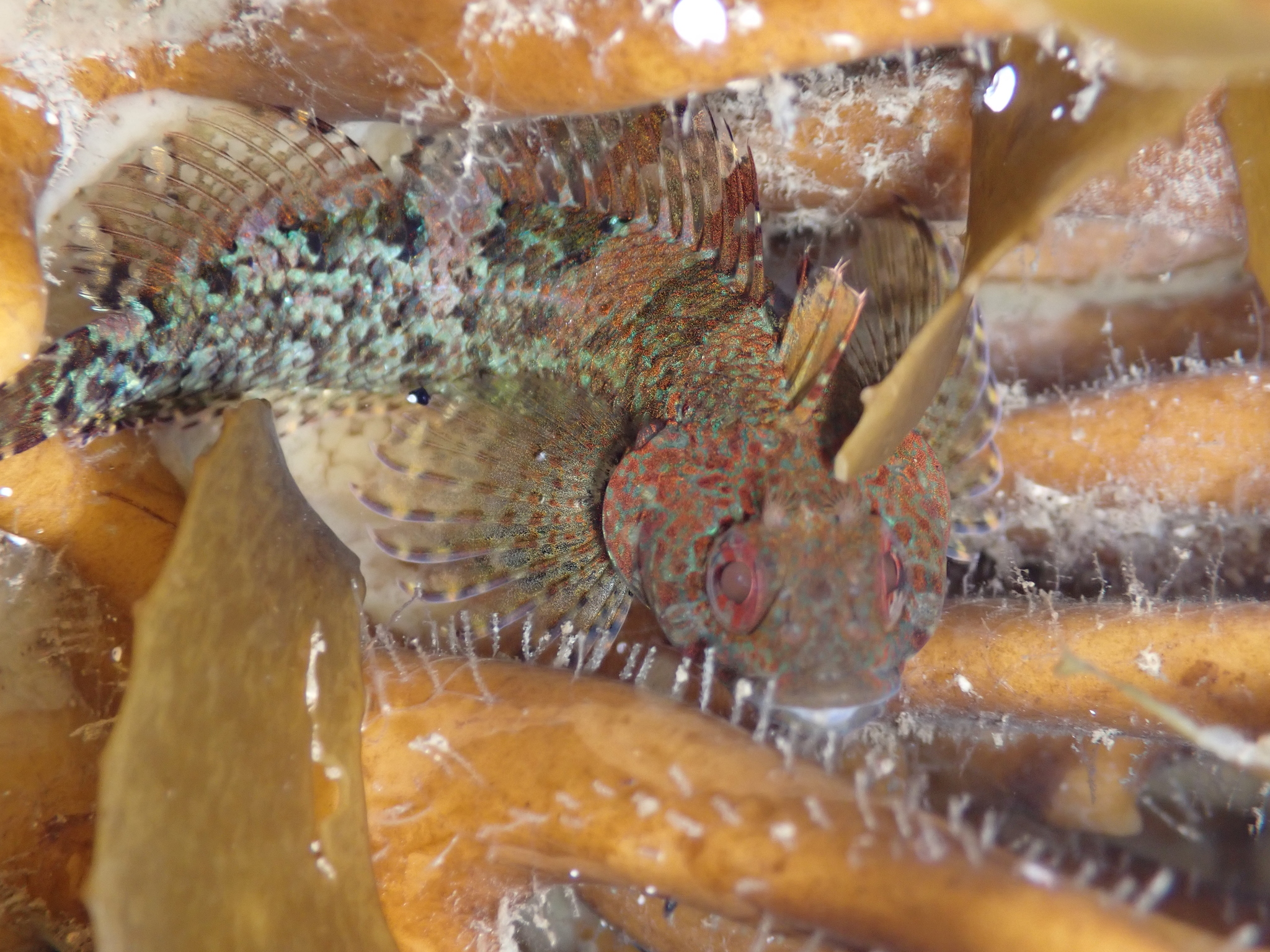 Gilloblennius tripennis (Gilloblennius tripennis) |commons:File:Gilloblennius tripennis 174348608.jpg