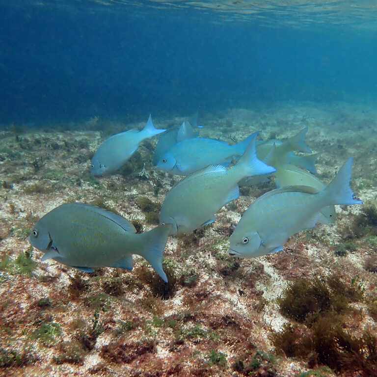 Girella cyanea (Girella cyanea) |commons:File:Girella cyanea 178550520.jpg
