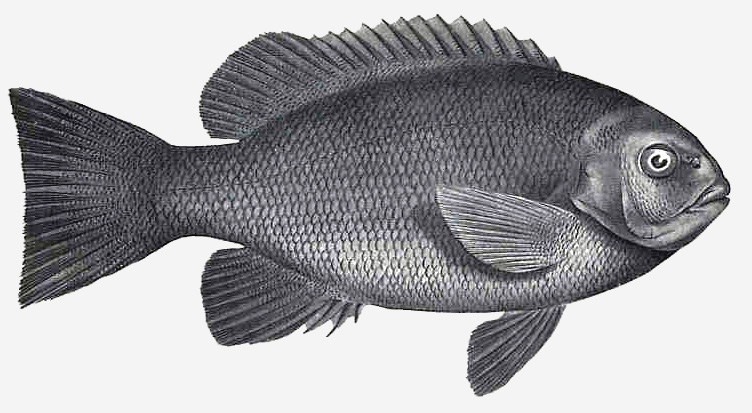 Girella elevata (Girella elevata) |commons:File:FMIB 36163 Girella elevata, Macleay.jpeg