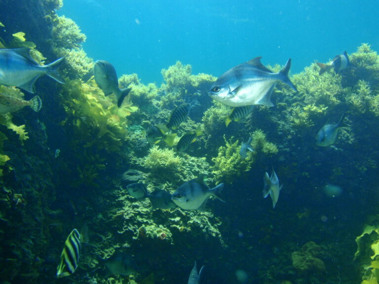 Girella fasciata (Girella fasciata) |commons:File:Scorpis aequipinnis Girella zebra and Tilodon sexfasciatus P1222872.JPG