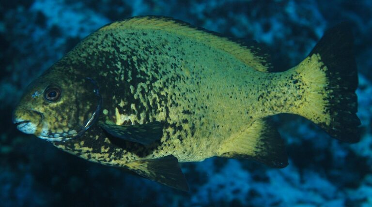 Girella fimbriata (Girella fimbriata) |commons:File:Girella fimbriata.jpg