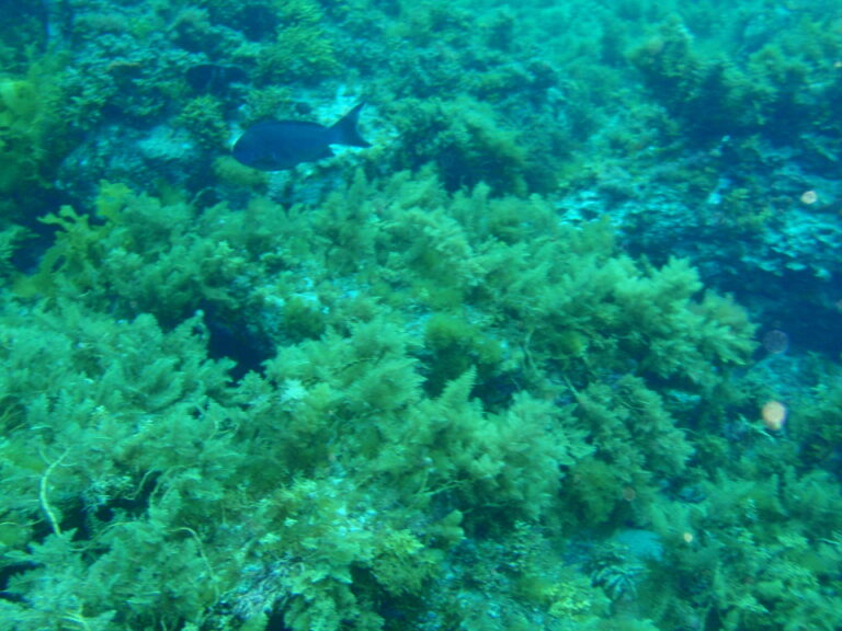 Girella tephraeops (Girella tephraeops) |commons:File:Girella tephraeops P1021012.JPG