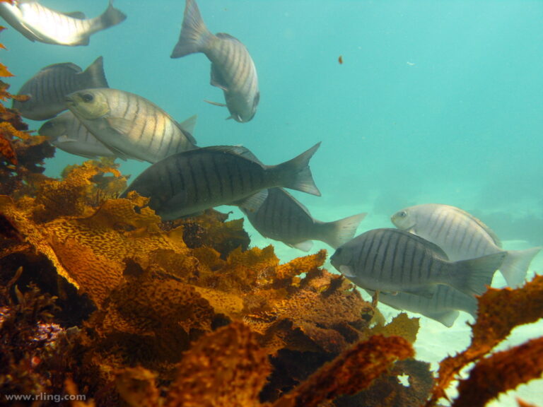 Girella tricuspidata (Girella tricuspidata) |commons:File:Girella tricuspidata.jpg