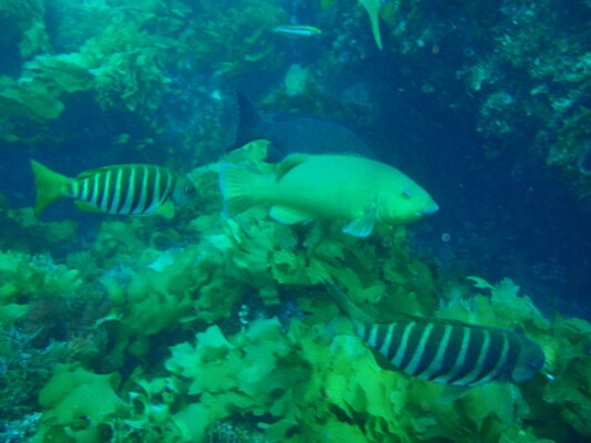 Girella zebra (Girella zebra) |commons:File:Achoerodus gouldii (f) and Girella zebra P1031276.jpg