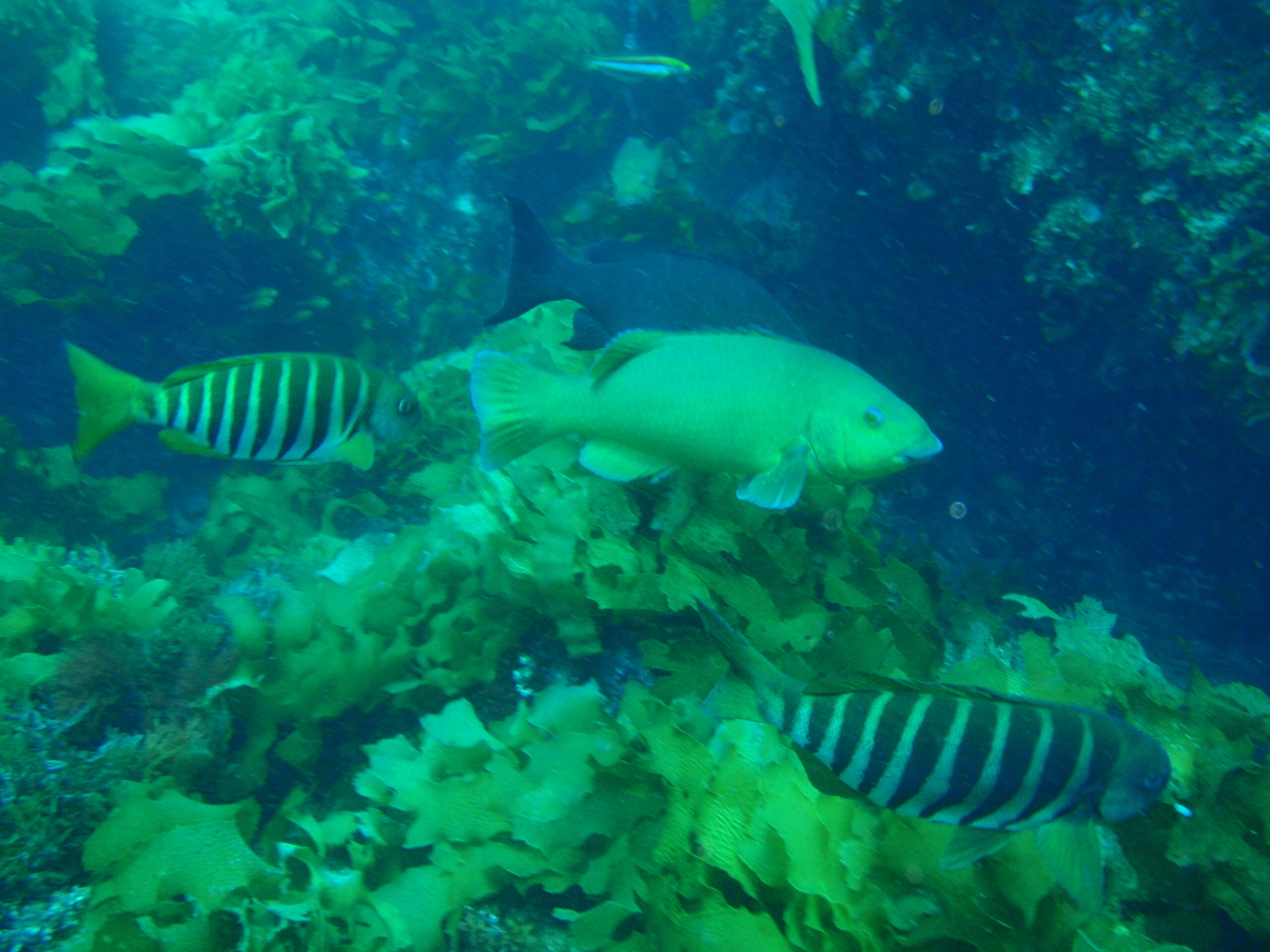 Girella zebra (Girella zebra) |commons:File:Achoerodus gouldii (f) and Girella zebra P1031276.jpg