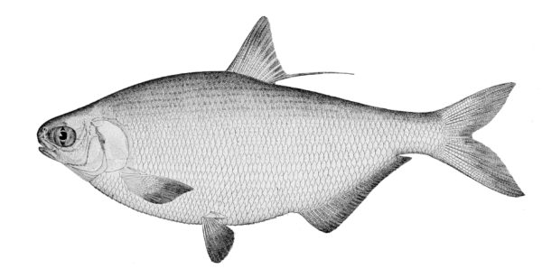 Gizzard Shad (Dorosoma cepedianum) |commons:File:Dorosoma cepedianum.jpg