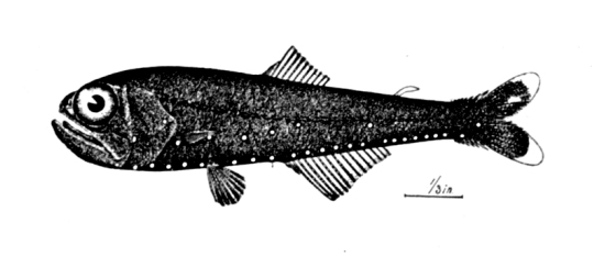 Glacier Lanternfish (Benthosema glaciale) |commons:File:Benthosema glaciale.jpg