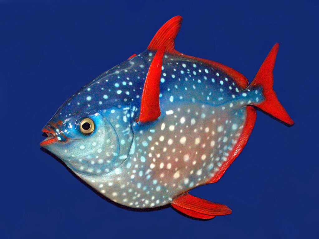 Glancefish (Lampris guttatus) |commons:File:Lampridae - Lampris guttatus.JPG