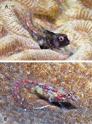 Glass Blenny (Emblemariopsis diaphana) |commons:File:Emblemariopsis diaphana (10.3897-zookeys.882.38449) Figure 1.jpg