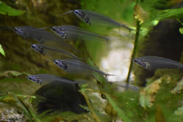 Glass Catfish (Kryptopterus vitreolus) |commons:File:Aquarium de la Porte Dorée - Kryptopterus vitreolus 02.jpg