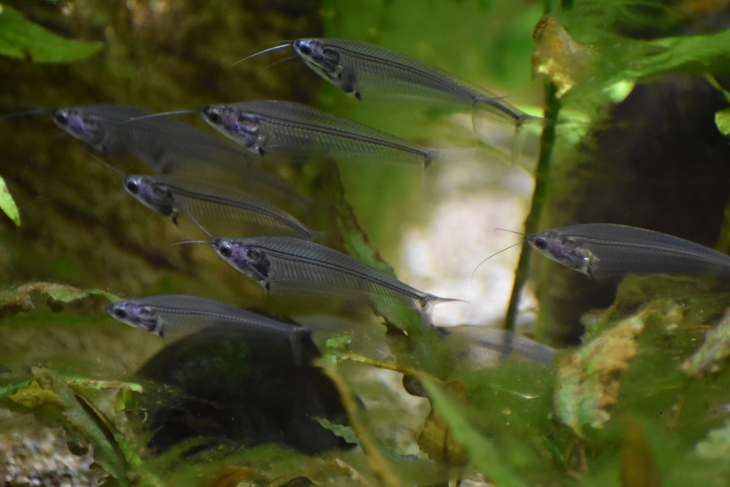 Glass Catfish (Kryptopterus vitreolus) |commons:File:Aquarium de la Porte Dorée - Kryptopterus vitreolus 02.jpg