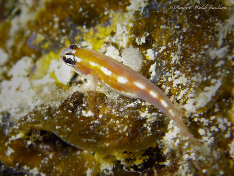Glass Goby (Coryphopterus hyalinus) |commons:File:Coryphopterus hyalinus 256814410.jpg