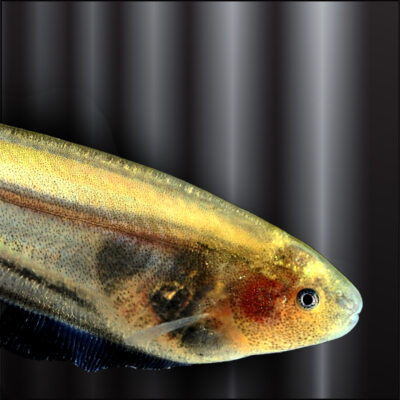 Glass Knife Fish (Eigenmannia virescens) |commons:File:Eigenmannia virescens-head.jpg