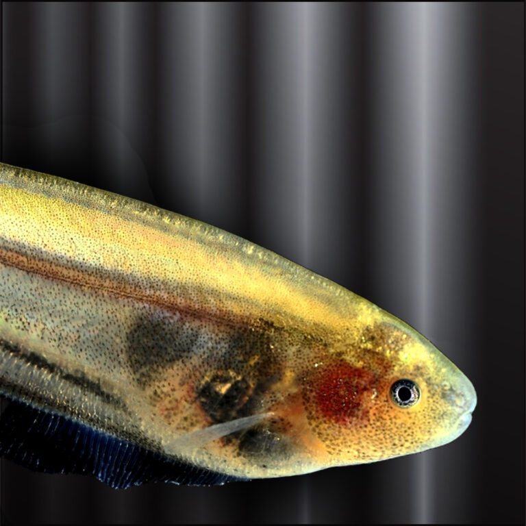 Glass Knife Fish (Eigenmannia virescens) |commons:File:Eigenmannia virescens-head.jpg