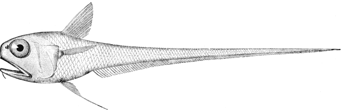 Glasshead Grenadier (Hymenocephalus italicus) |commons:File:Hymenocephalus italicus.jpg