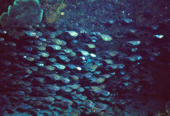 Glassy Sweeper (Pempheris schomburgkii) |commons:File:Glassy Sweepers (Pempheris schomburgkii) (21740786902).jpg
