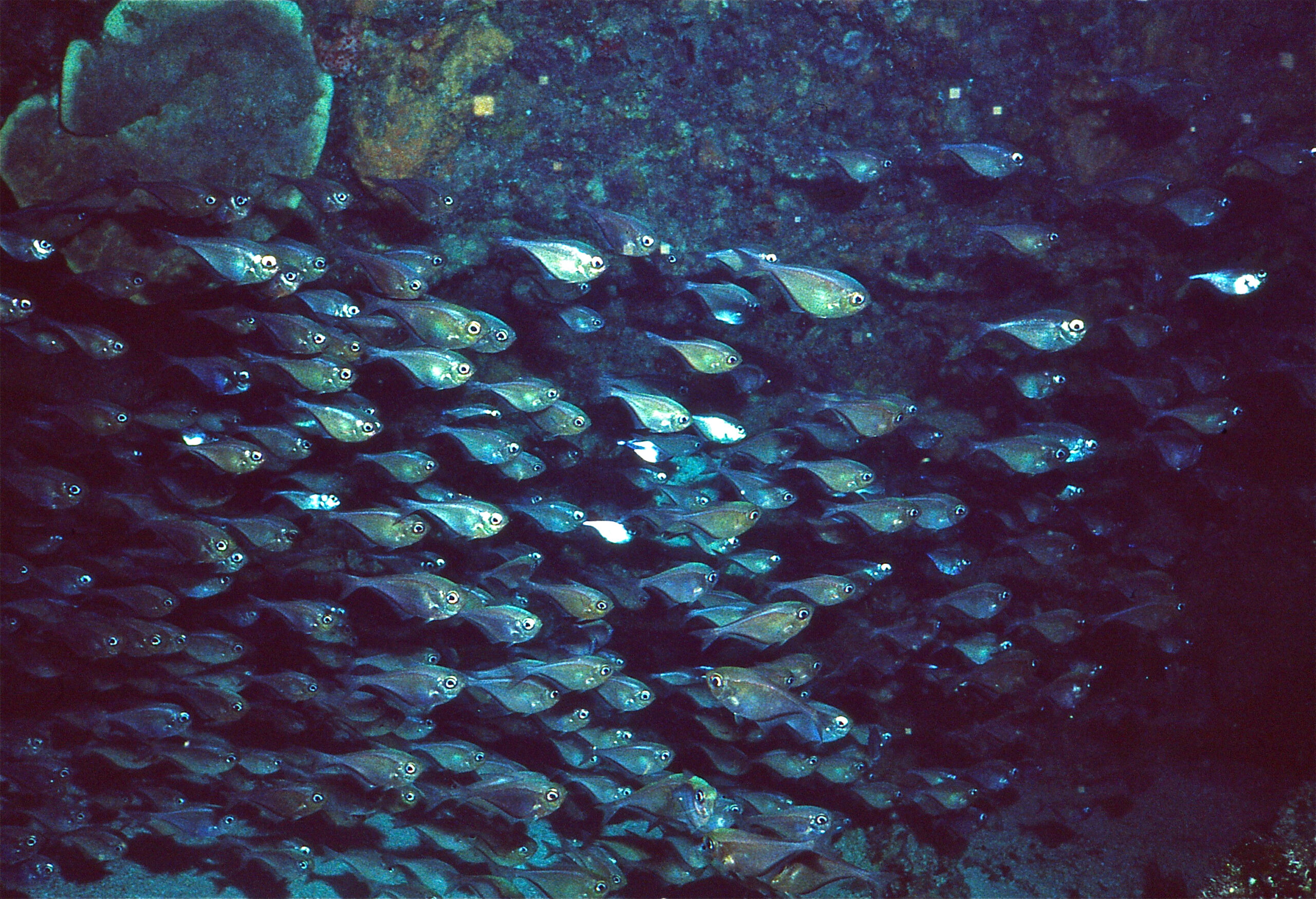 Glassy Sweeper (Pempheris schomburgkii) |commons:File:Glassy Sweepers (Pempheris schomburgkii) (21740786902).jpg