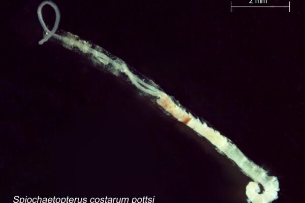 glassy tubeworm Spiochaetopterus costarum