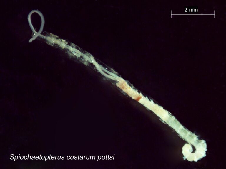 glassy tubeworm Spiochaetopterus costarum