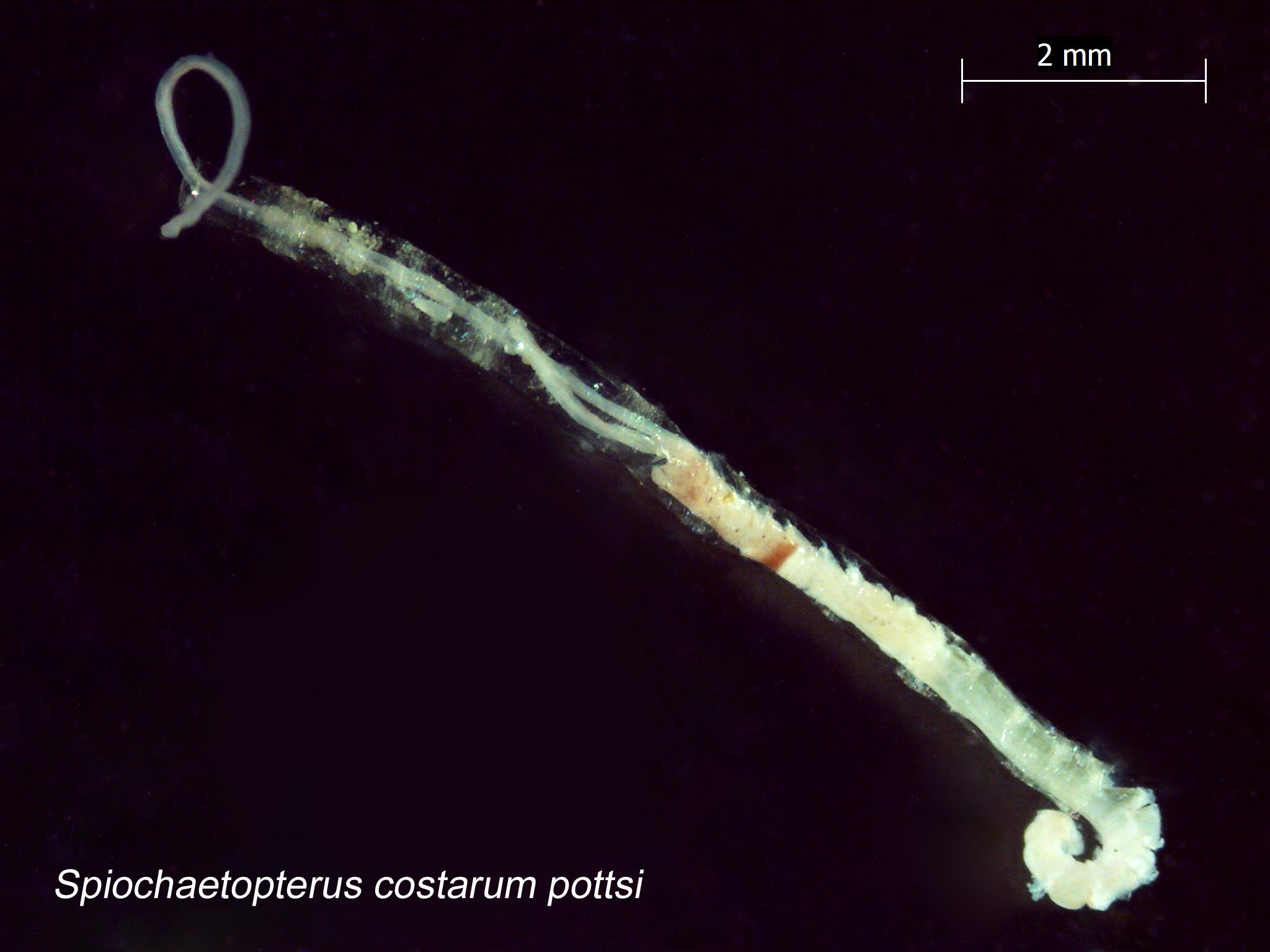 glassy tubeworm Spiochaetopterus costarum